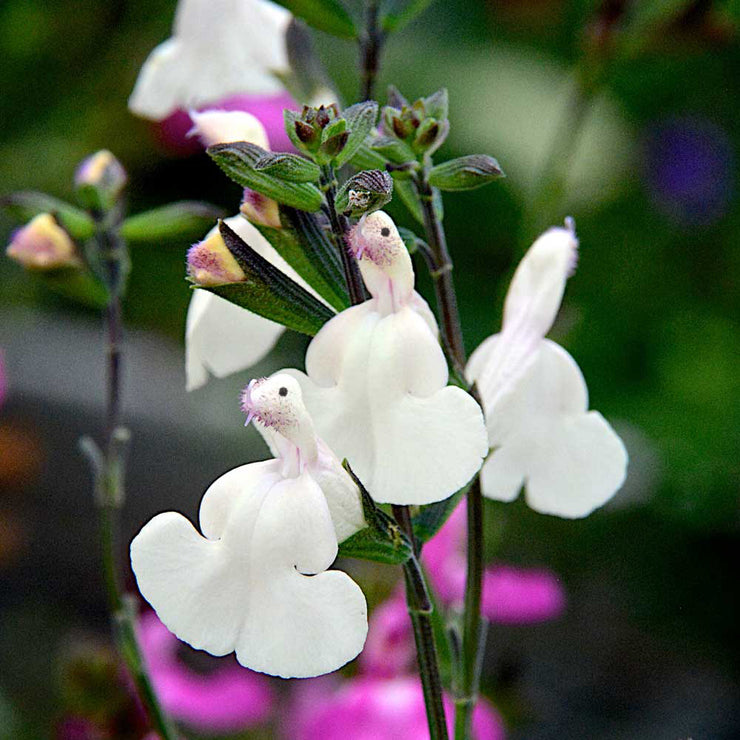 💕New Year special offer 🎁Salvia microphylla 'Hot Lips'