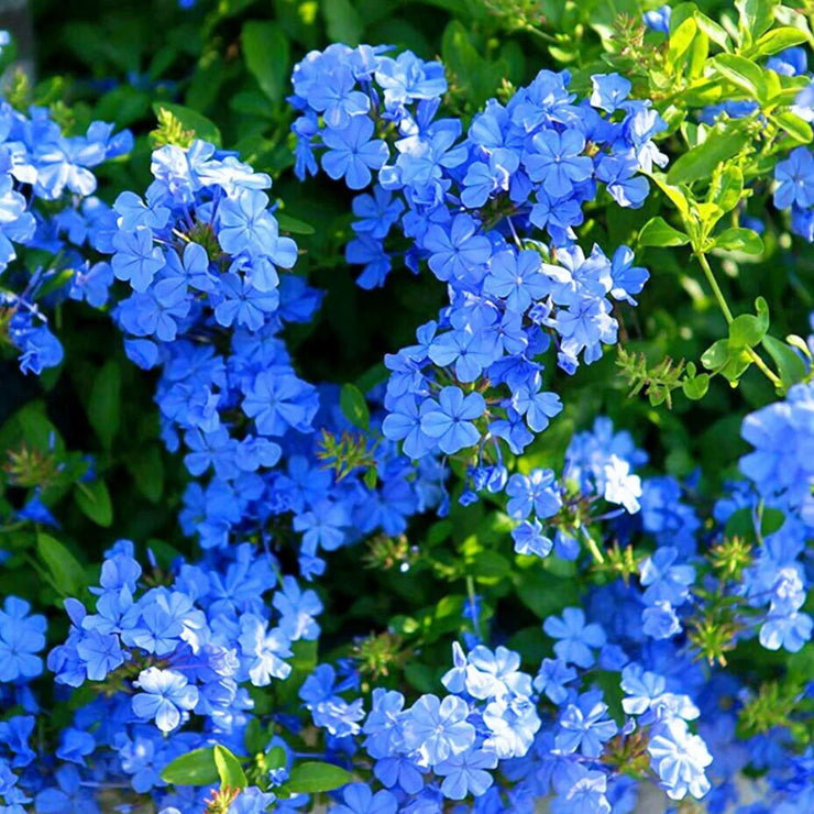 Cape Leadwort Seeds