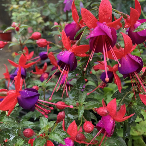 Fuchsia Hybrida Voss Seeds