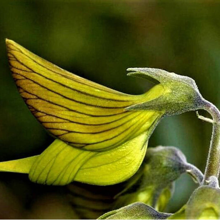 Crotalaria Cunninghamii Seeds