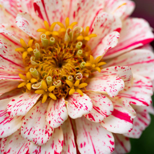 Striped Zinnia Seeds