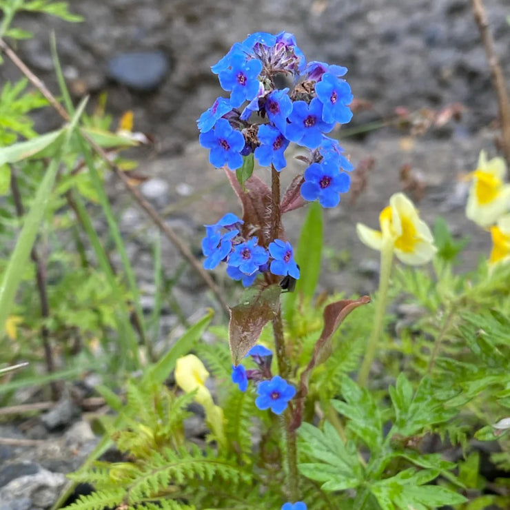 Chinese forget-me-not Seeds