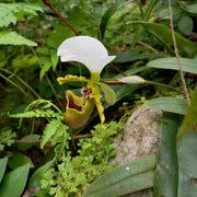 Spicer‘s Paphiopedilum Seeds