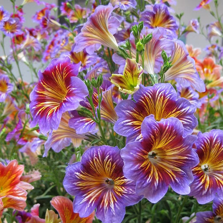 Chilean Morning Glory Seeds