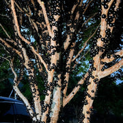 Jabuticaba Seeds