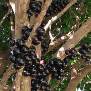 Jabuticaba Seeds