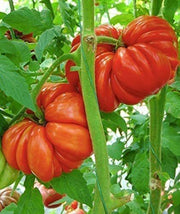 Tomato 'Pink Accordion'