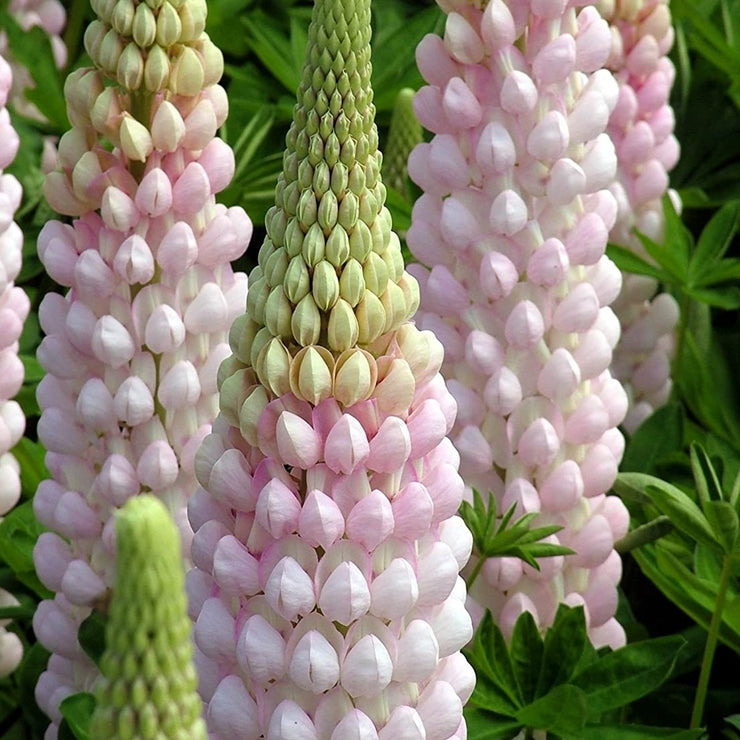 HOT SALL💥Lupine Seeds 🌸🌸🌸