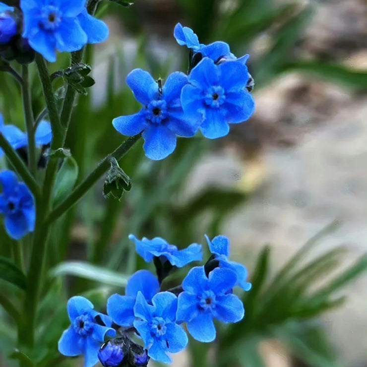 Chinese forget-me-not Seeds