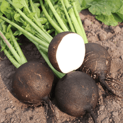 Organic Black Spanish Round Radish Seeds