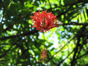 Hibiscus schizopetalus 'Japanese Lanterns'