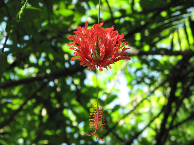 Hibiscus schizopetalus 'Japanese Lanterns'