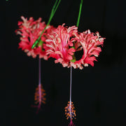 Hibiscus schizopetalus Seeds