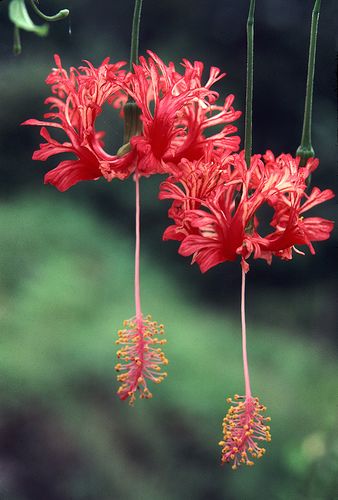 Hibiscus schizopetalus 'Japanese Lanterns'