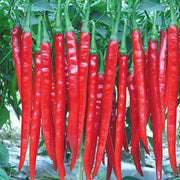 🌶️Longest chili pepper🌶️Joe's Long Pepper Seeds