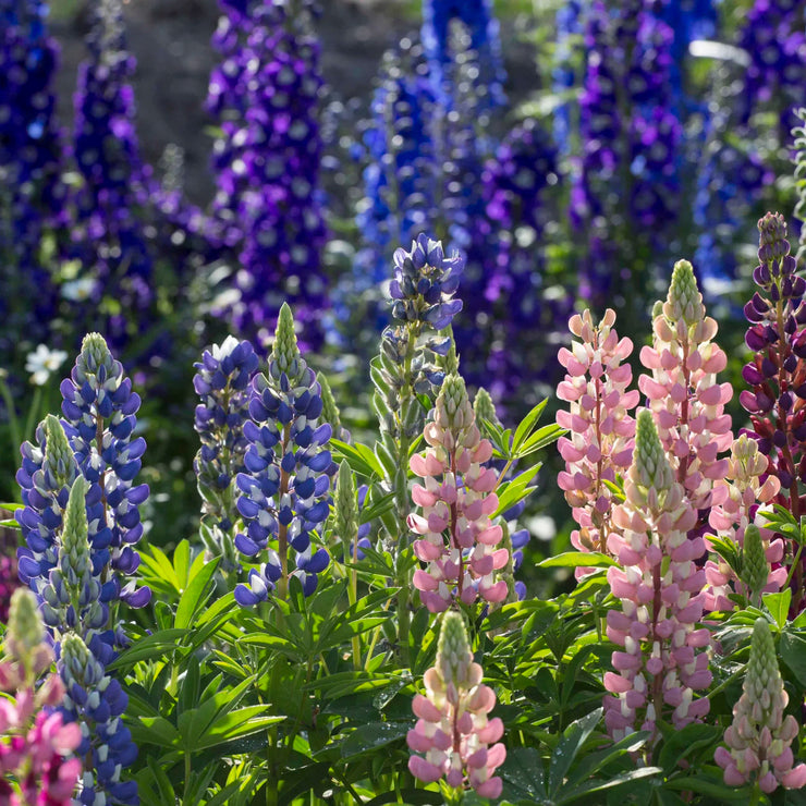 HOT SALL💥Lupine Seeds 🌸🌸🌸