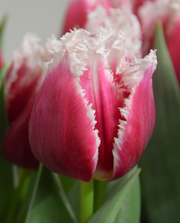 Fringed Tulip