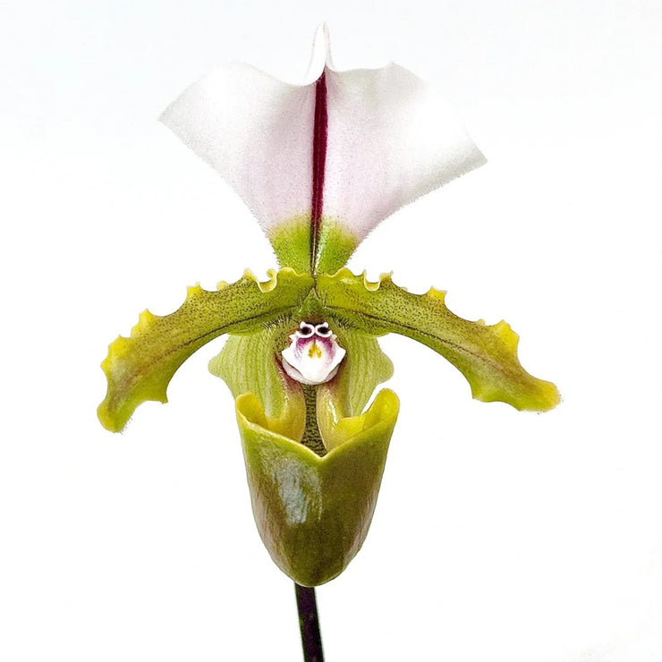 Spicer‘s Paphiopedilum Seeds