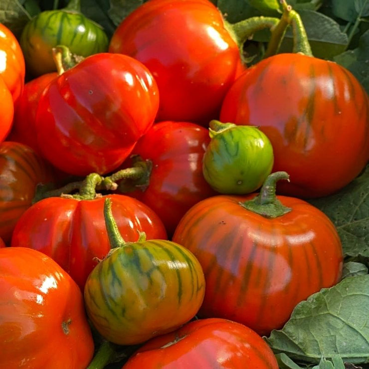 TURKISH ORANGE EGGPLANT SEED