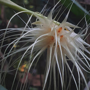 Bulbophyllum Medusae Seeds