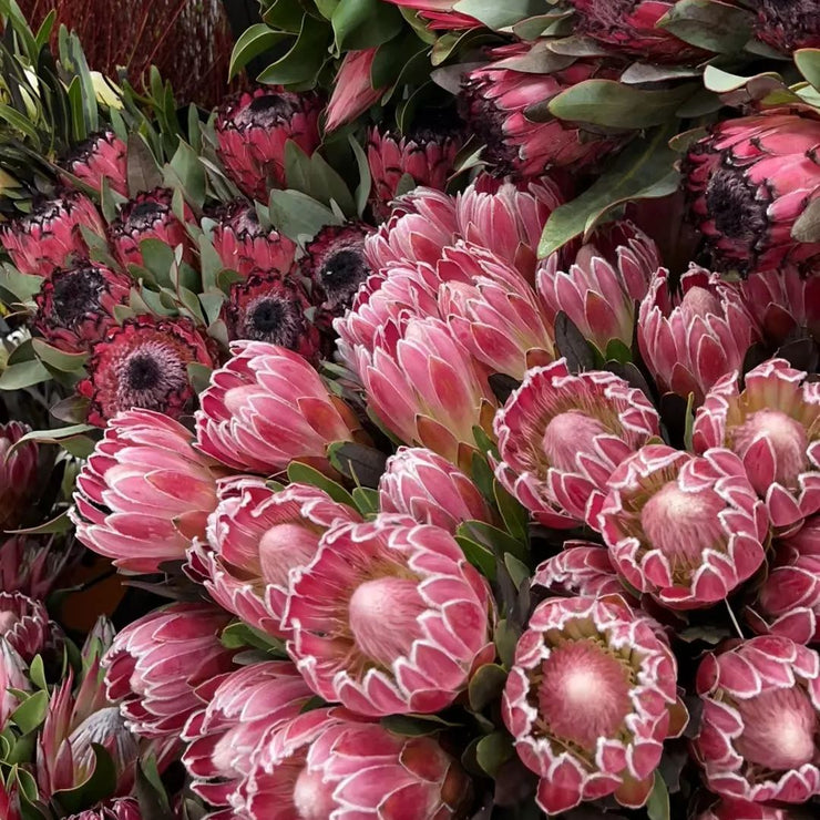 King Protea-Princess  Seeds