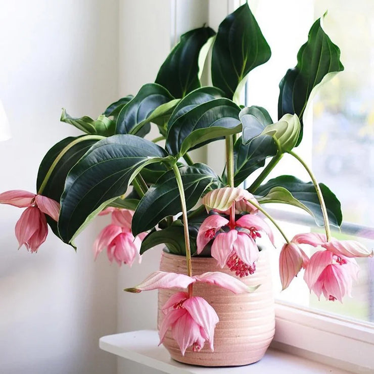 Up to 50%💥Medinilla magnifica seeds