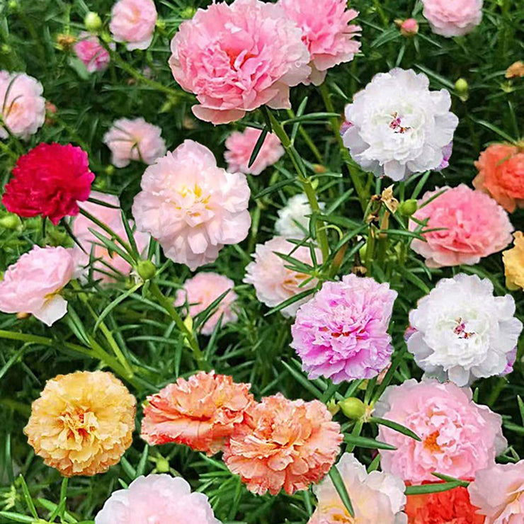 Rose Moss Mix color Seeds