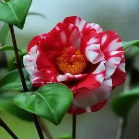 Camellia Flower 'Dew Jane' Seeds