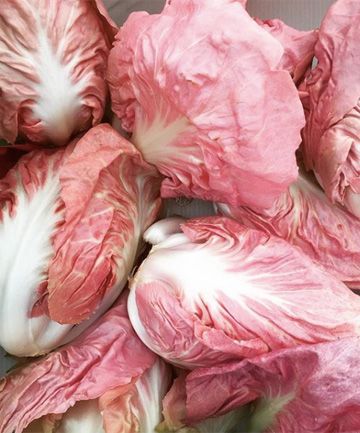 Mantovano Radicchio Seeds, Pink "Lettuce" Cichorium intybus