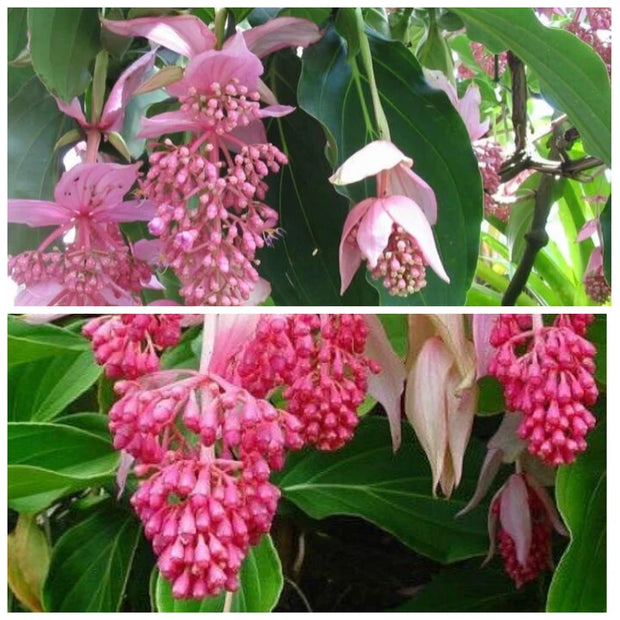 Chandalier Magnifica Medinilla Plant Live Well Rooted Starter Plant Rare home garden