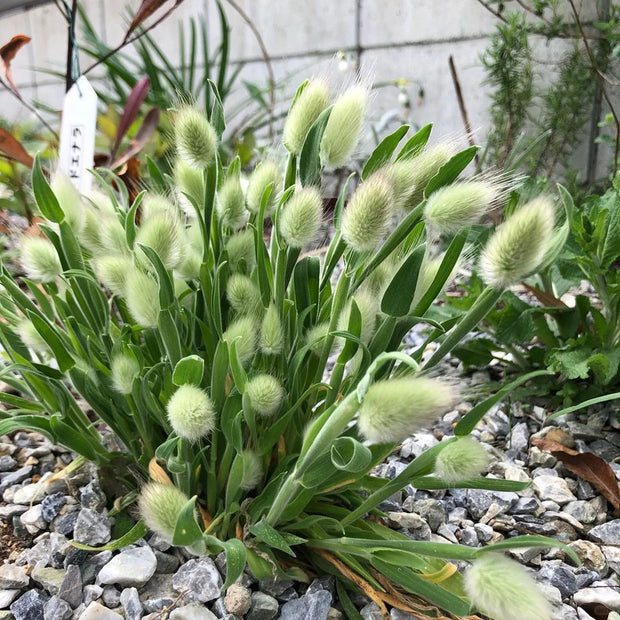 Spring New😍Bunny tail grass