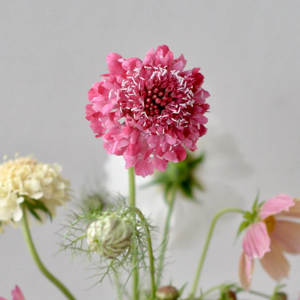 salmon queen Scabiosa scabious pincushion flower