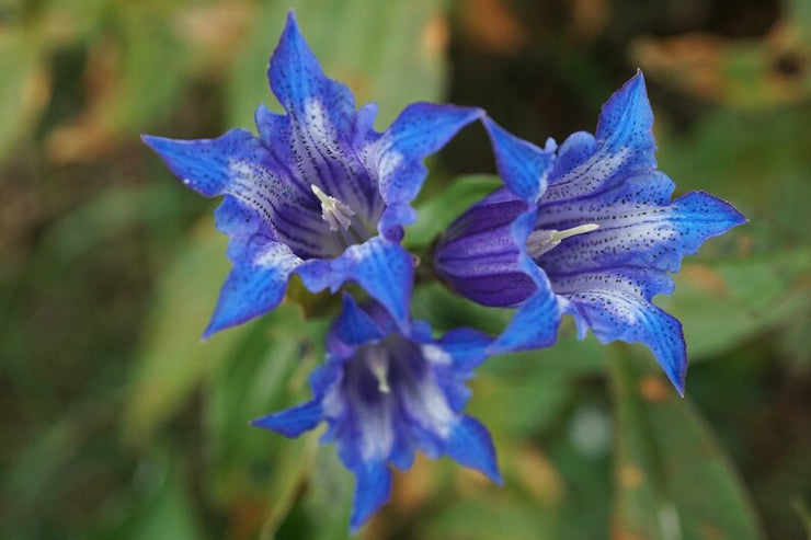 Gentiana Asclepiadea - Willow Gentian seed