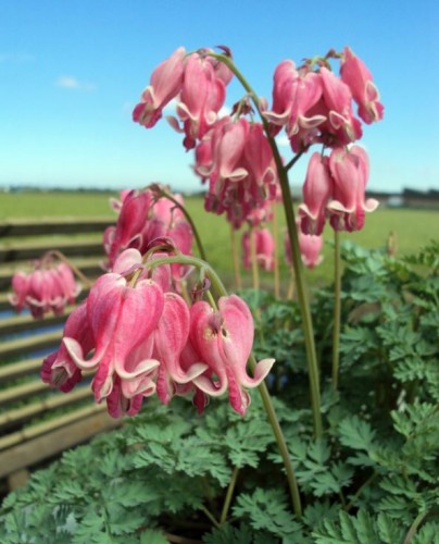 Dicentra formosa 'King of Hearts'