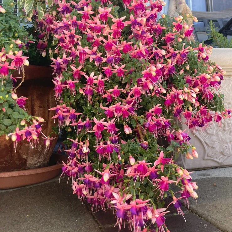 Fuchsia Hybrida Voss Seeds