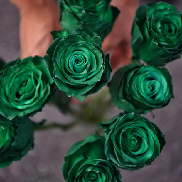 Eldorgua Green Rose Seeds