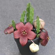 Stapelia berlindensis Succulent potted plants Home decorating plants Seeds