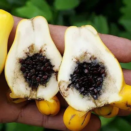 Nipple Fruit Seeds ~ Cow's Udder ~ Titty Fruit ~ Apple of Sodom (Solanum mammosum) ~ Nipplefruit Bizarre Fruit in the Solanum Family