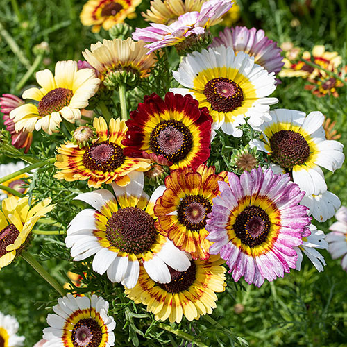 Chrysanthemum Rainbow Single Mix Painted Daisy Flower Seeds