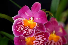 MIX  Orchid Miltoniopsis Breathless 'Beauty'   Seeds