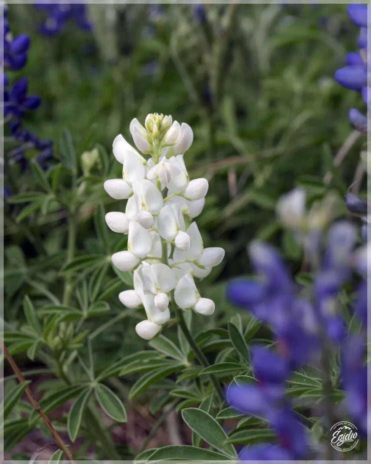 🤍LUPINE SNOW PIXIE, Lupinus White Bluebonnet / Fast Annual Fragrant Flower Seeds