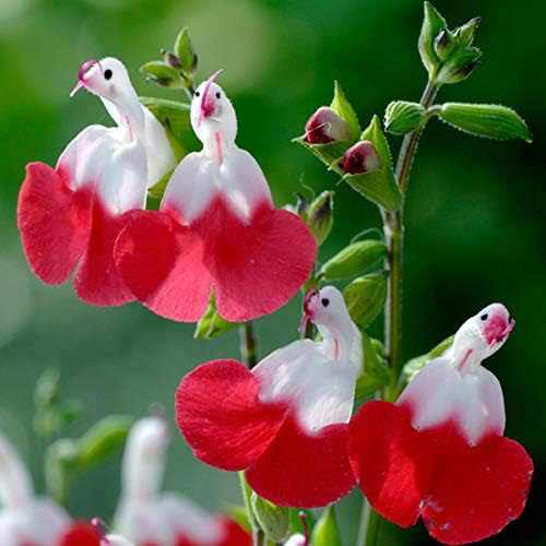 💕New Year special offer 🎁Salvia microphylla 'Hot Lips'