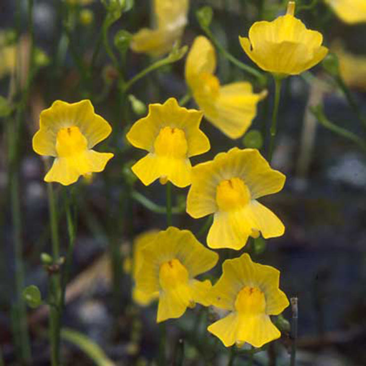 New off🔥Utricularia gibba seeds