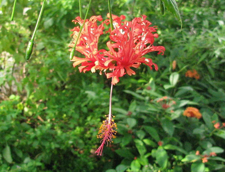 Hibiscus schizopetalus 'Japanese Lanterns'