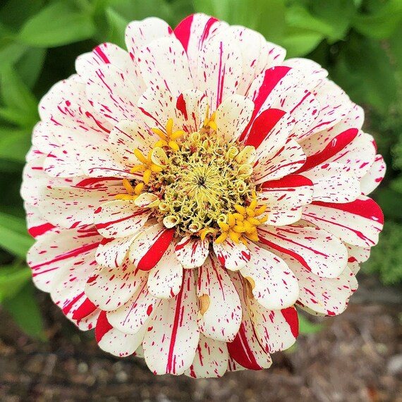 Striped Zinnia Seeds