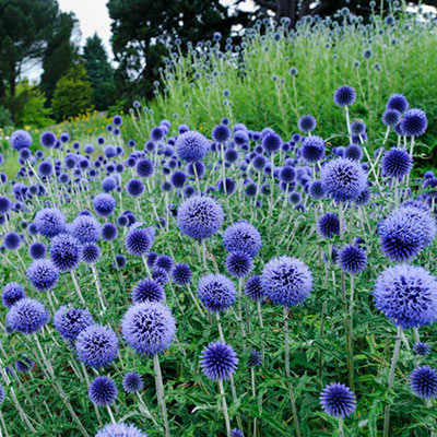 🧿Globe Thistle🧿