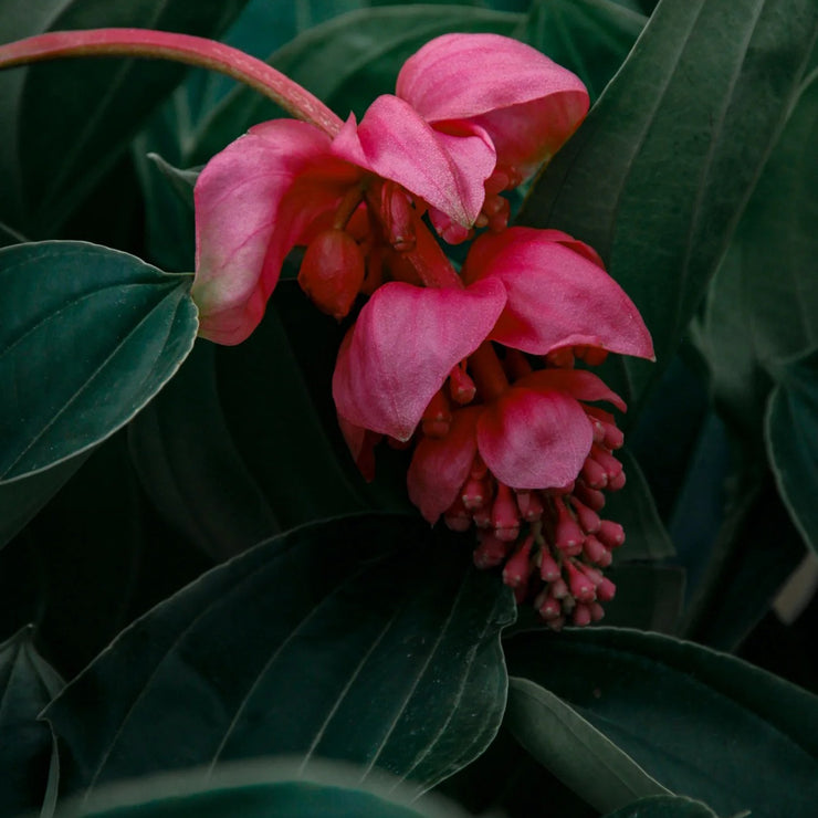 Up to 50%💥Medinilla magnifica seeds