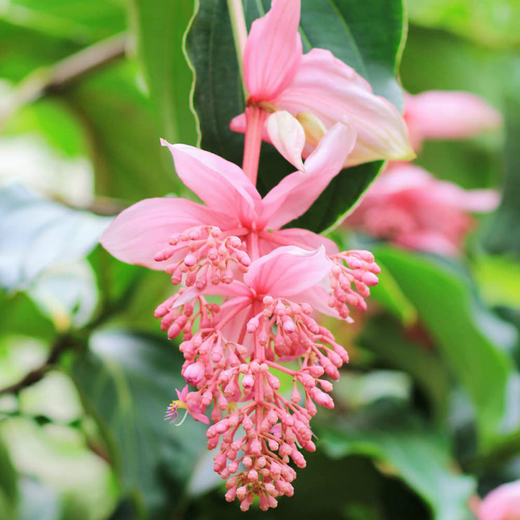 Up to 50%💥Medinilla magnifica seeds