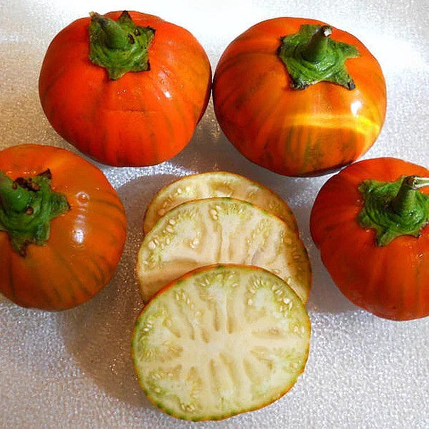 TURKISH ORANGE EGGPLANT SEED