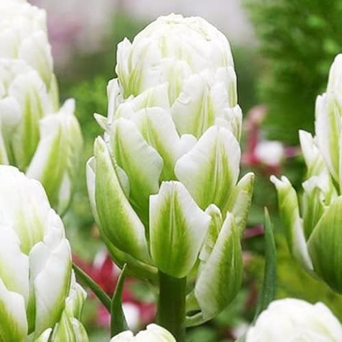 Harborlight Tulip